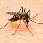 US Patient Dies After Contracting Rare Mosquito-Borne Disease in New Hampshire